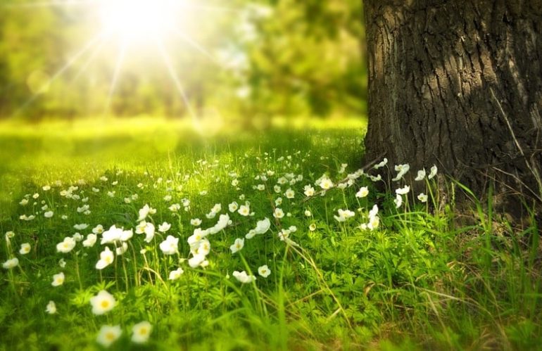 Quels arbres choisir pour avoir un beau jardin&nbsp;?
